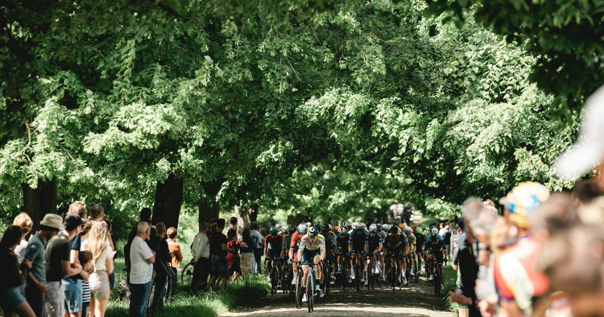 Découvrez les équipes pour le Tour du Limbourg 2024 Ronde van Limburg